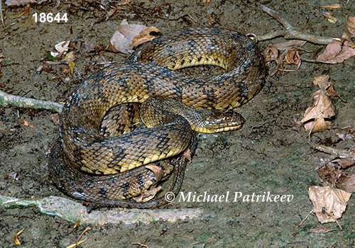 Diamondback Watersnake (Nerodia rhombifer)